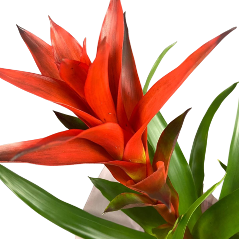 Plantă de interior Guzmania [1]