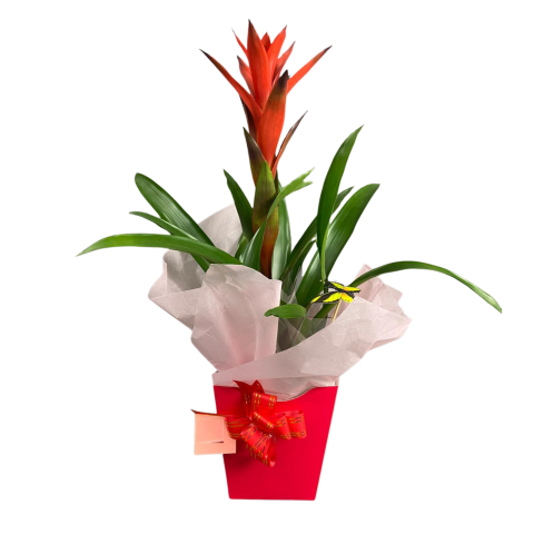 COMPOZIȚII PLANTE - Plantă de interior Guzmania