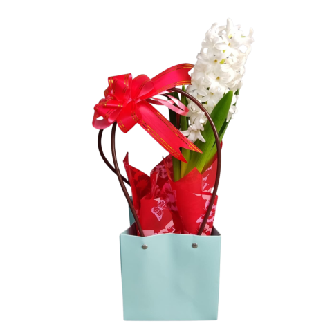 DE EXTERIOR - Sacoșică cu zambilă albă la ghiveci