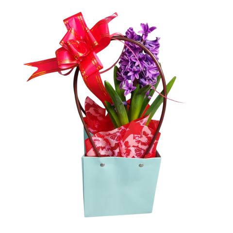 DE EXTERIOR - Sacoșică cu zambilă mov la ghiveci