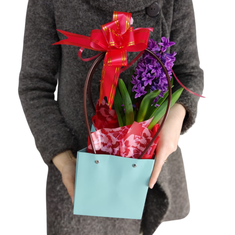 Sacoșică cu zambilă mov la ghiveci [1]