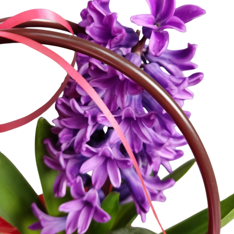 Sacoșică cu zambilă mov la ghiveci [2]