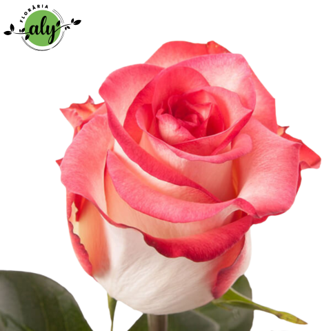 TRANDAFIRI LA FIR - Trandafir Blush