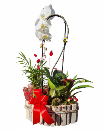 Cutii, coșuri, ceramică, cupolă - Aranjament cu plante in coș de lemn