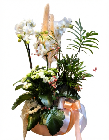 Cutii, coșuri, ceramică, cupolă - Aranjament cu plante in vas ceramic