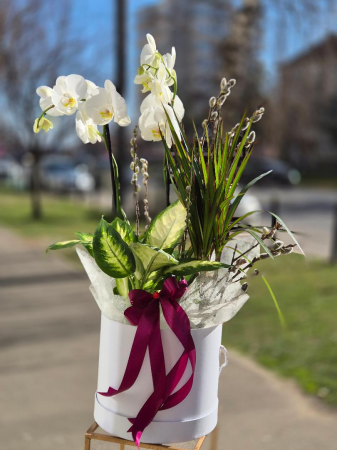 Aranjamente cu plante - Aranjament din plante în cutie