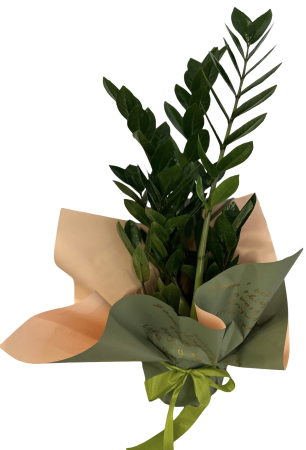 Plante la ghiveci - Zamioculcas (zz-plant)