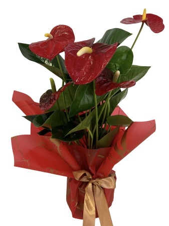 Plante la ghiveci - Anthurium roșu