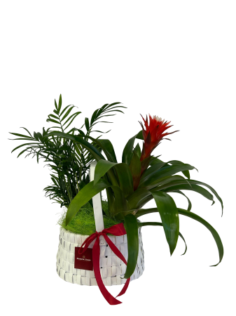 Plante la ghiveci - Aranjament roșu și alb 2 plante