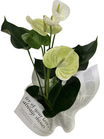 Plante la ghiveci - Anthurium alb