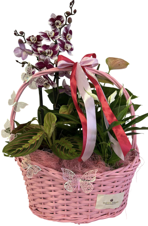 Plante la ghiveci - Aranjament roz 4 plante