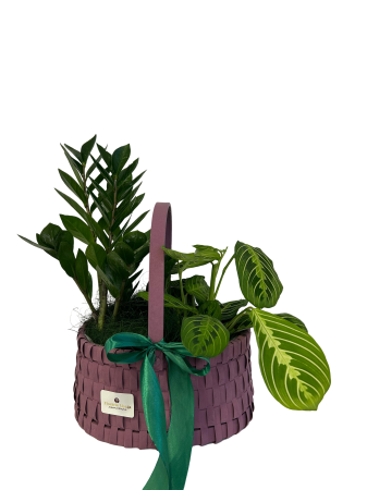 Plante la ghiveci - Aranjament mov și verde 2 plante