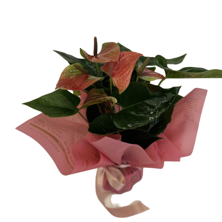 Plante la ghiveci - Anthurium roz