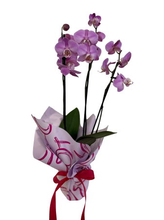 Plante la ghiveci - Orhidee la ghiveci