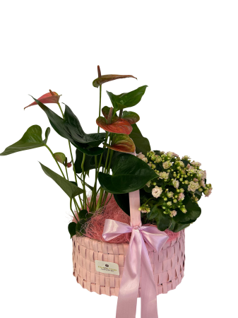 Plante la ghiveci - Aranjament roz 2 plante