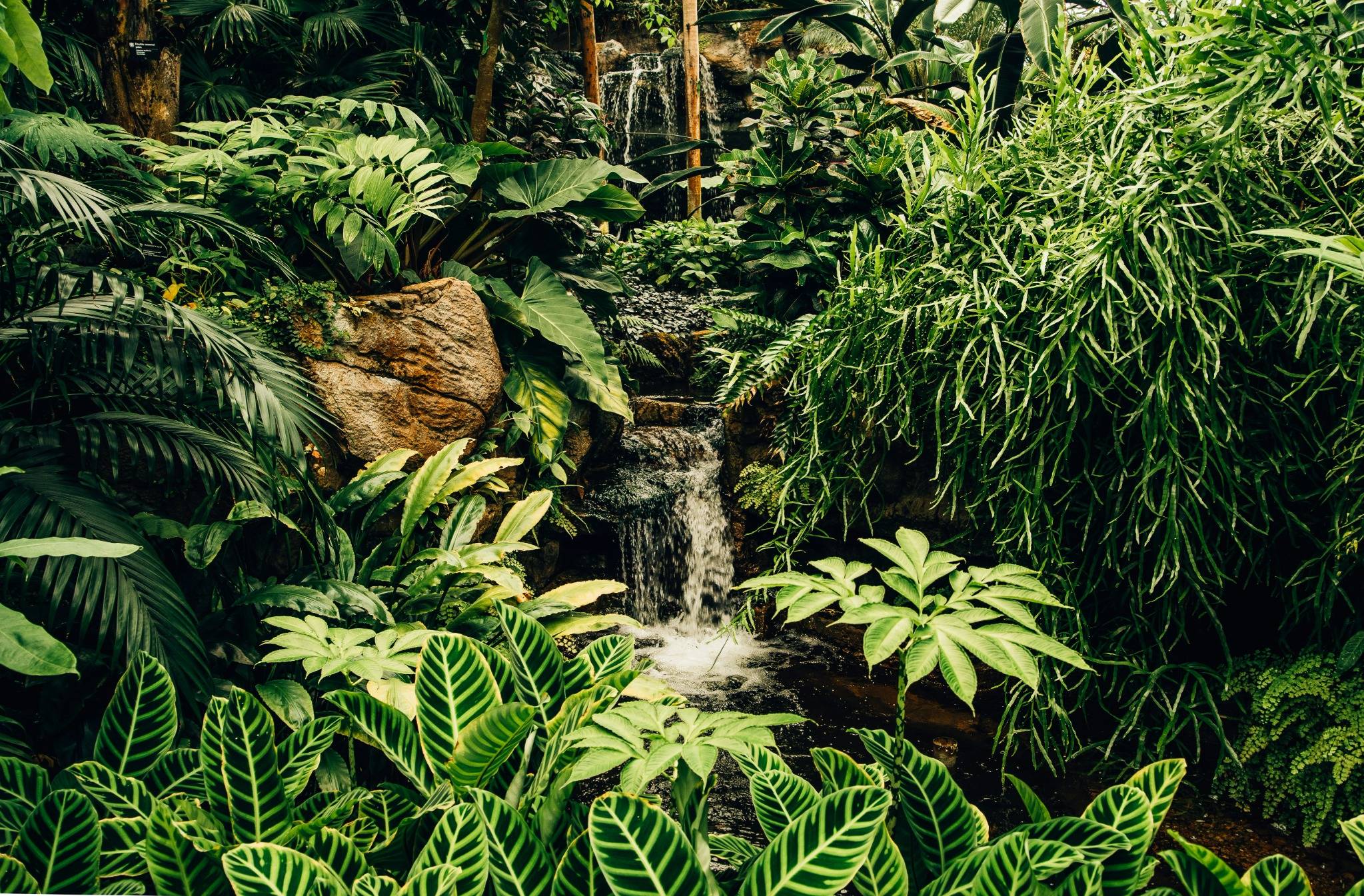 Plante de interior