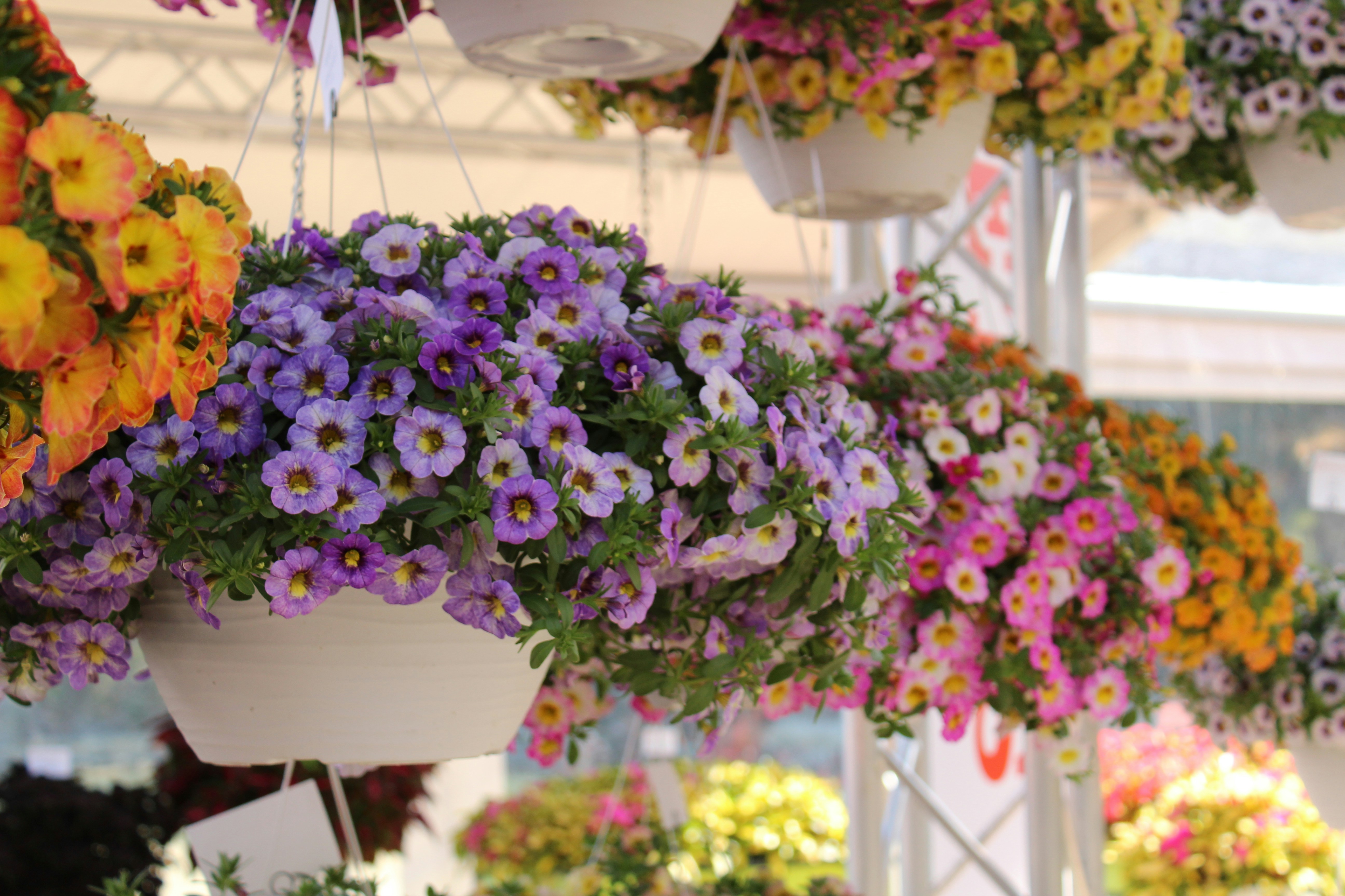 🌼 Spectacol de culoare în grădina ta cu Calibrachoa 🌼