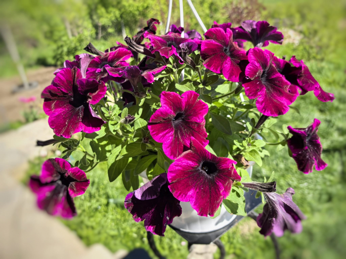 Petunia mov cu accente roz Suzie Storm Iași [1]