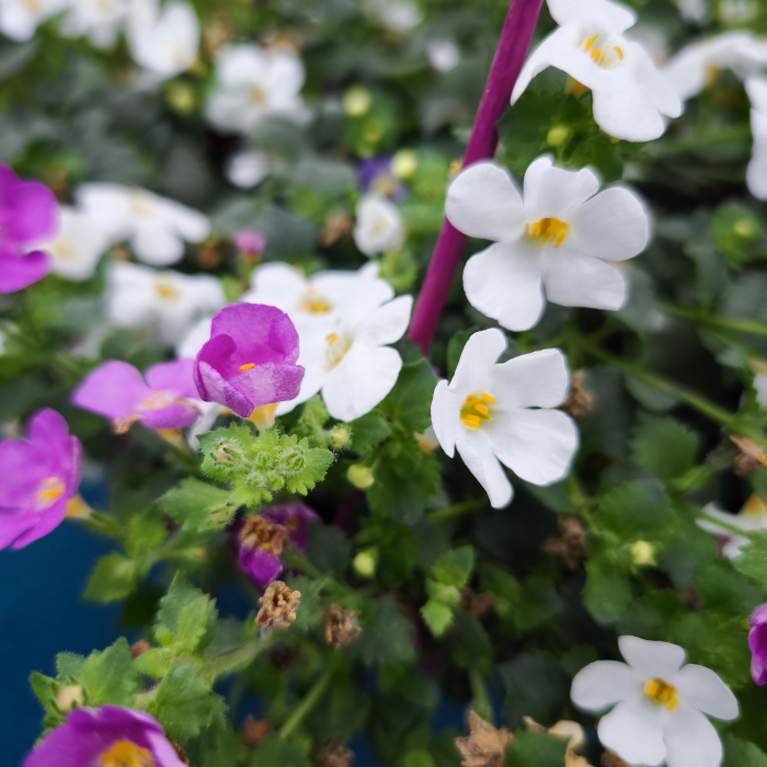Bacopa plantă cascadă colorata Iași | Flori în drum [3]