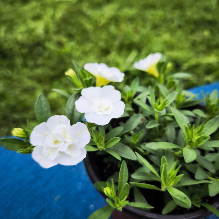Calibrachoa cu flori duble colorate Iași Flori in Drum [3]