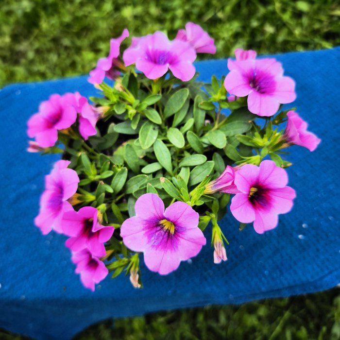 Calibrachoa în ghiveci de 12 cm – Million Bells pentru grădina ta | Flori în drum [2]