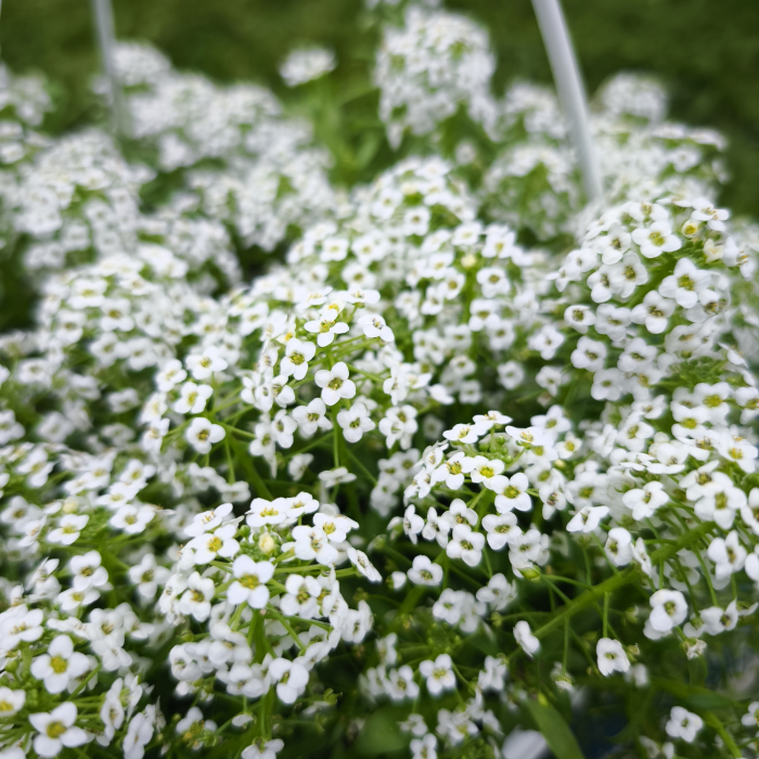 Gypsophila Floarea Miresei alb Iași - flori albe Flori în drum [2]