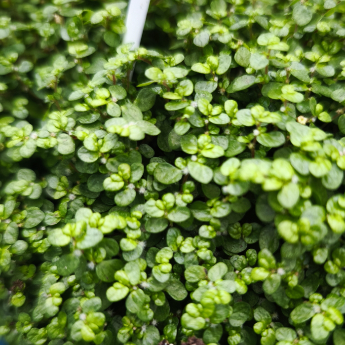 Lacrimile Îngerului plantă acoperitoare verde Iași | Flori în drum [2]