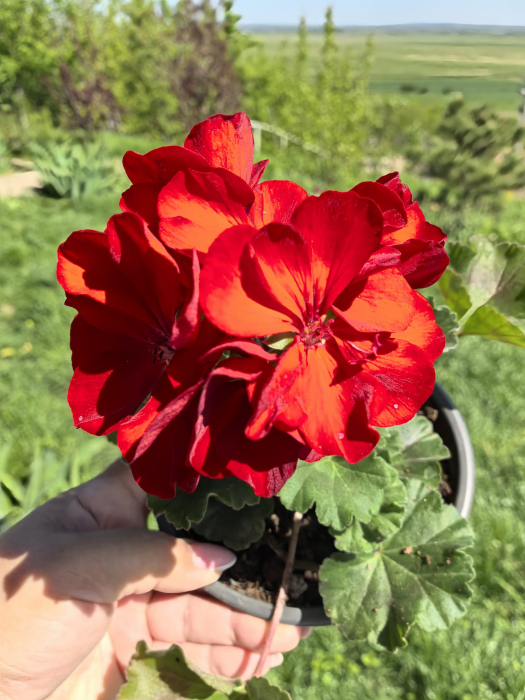 Mușcată Calliope – ghiveci 12 cm | Plantă viguroasă, înflorire abundentă [2]