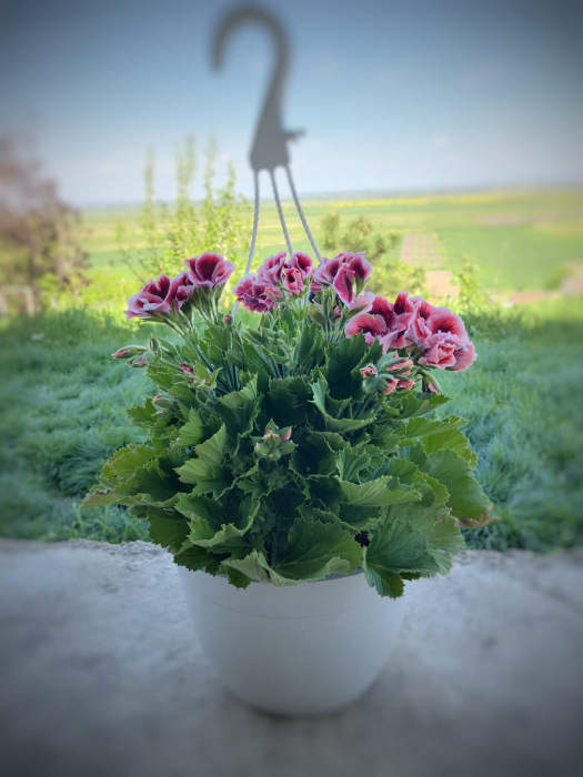 Mușcată englezească roz pentru balcon Iași | Flori în drum [3]