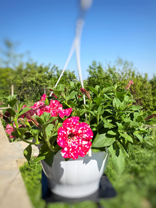 Petunia mov cu pete albe Glacier Sky Iași [2]