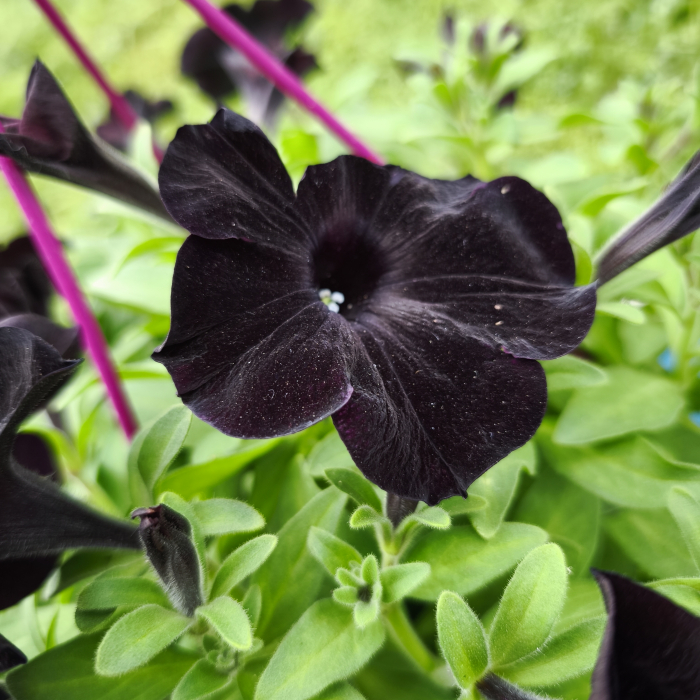 Petunia Black Velvet neagră de balcon Iași [5]