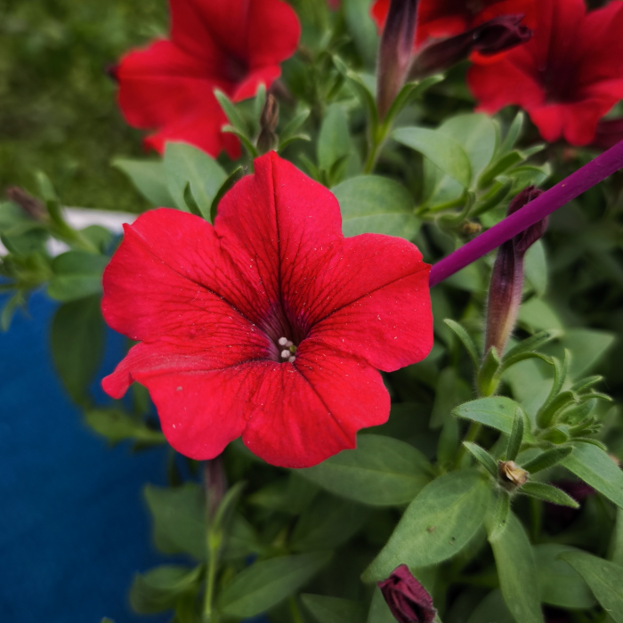 Petunia roșie Bonnie Red pentru balcon Iași [3]