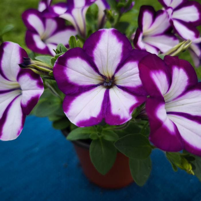 Petunia mov cu dungi albe Famous Swirl Iași [3]