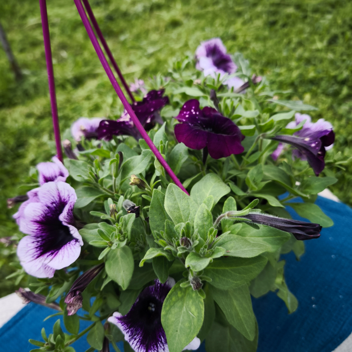 Petunia violet Famous Violet Iași [3]