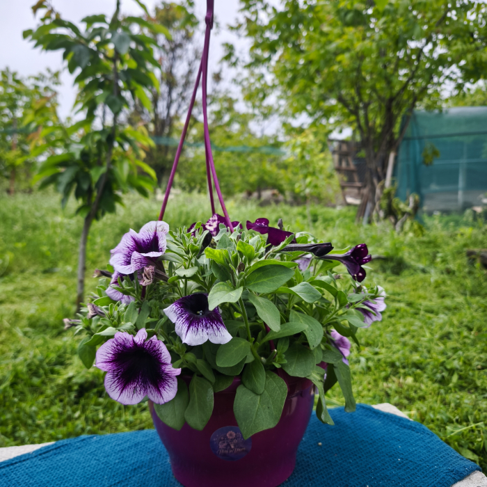 Petunia violet Famous Violet Iași [2]