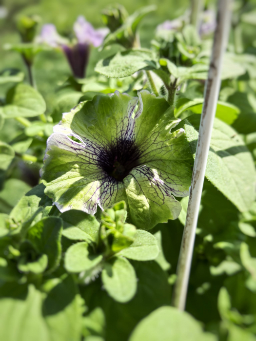 Petunia alb mov Grandiflora Dark Eye Iași Flori in Drum [2]