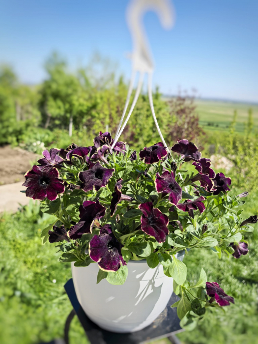 Petunia violet margini albe Cascadias Rim Iași [2]