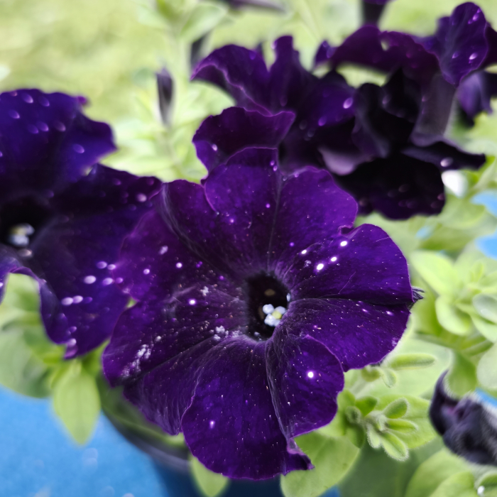 Petunie mov – Ghiveci 12 cm Iasi | Flori în drum [2]