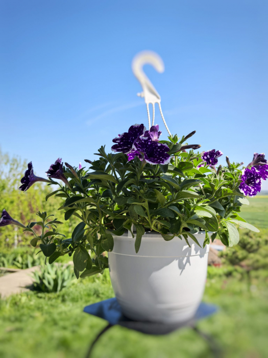 Petunia mov cu pete albe Glacier Sky Iași [3]