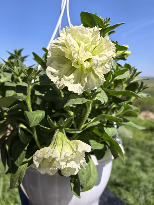 Petunie bătută albă – ghiveci suspendat 23 cm | Flori în drum [2]