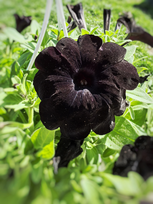Petunia Black Velvet neagră de balcon Iași [3]