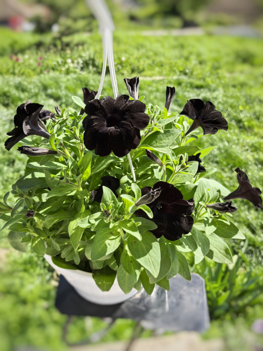 Petunia Black Velvet neagră de balcon Iași [2]