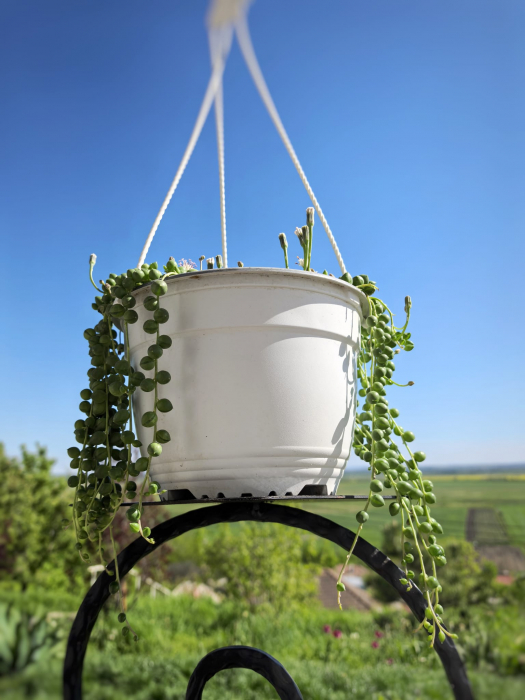 Șirag de perle – plantă suculentă curgătoare Iași [3]