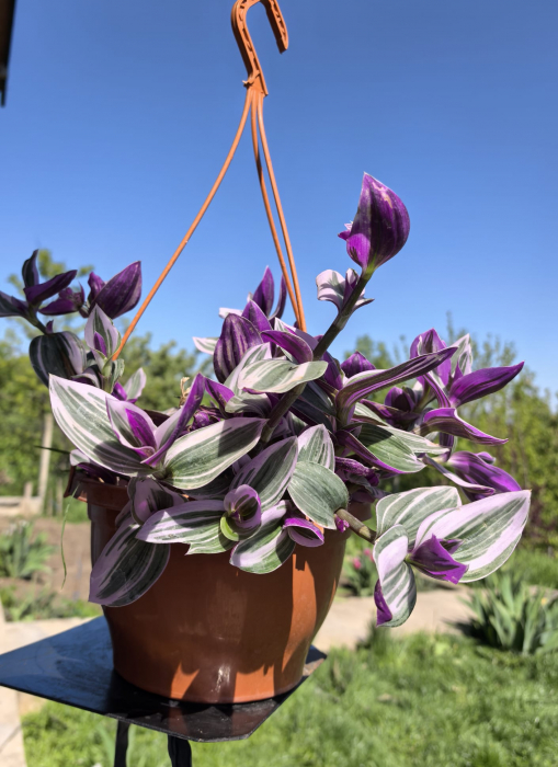 Tradescantia Nanouk frunze tricolore Iași Flori in Drum [3]