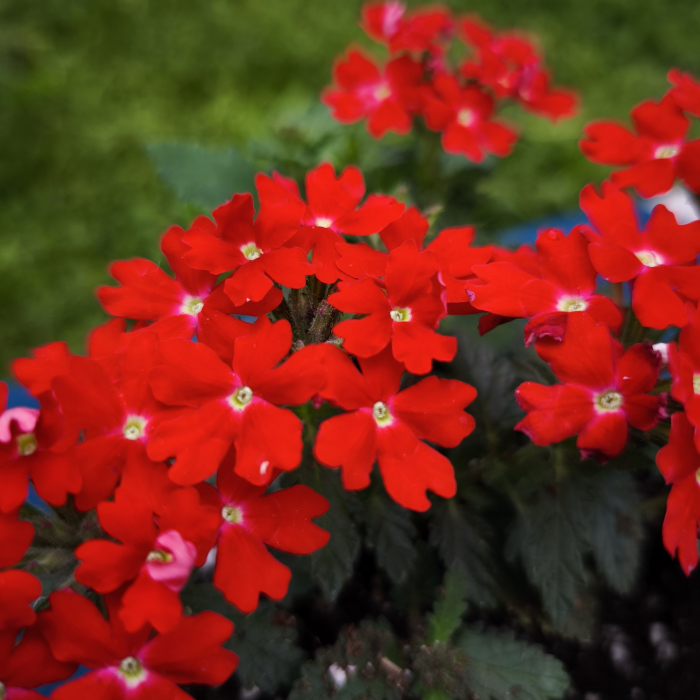 Verbena în ghiveci de 12 cm – Flori vibrante pentru grădina ta | Flori în drum [3]