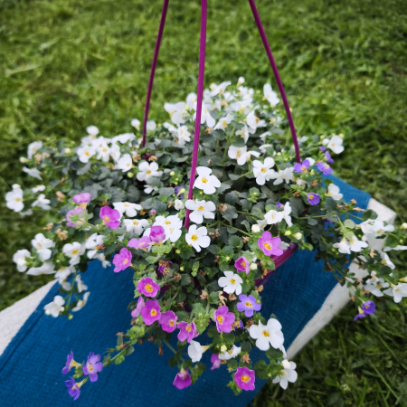 Bacopa plantă cascadă colorata Iași | Flori în drum [1]