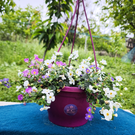 Plante pentru exterior - Bacopa plantă cascadă colorata Iași | Flori în drum