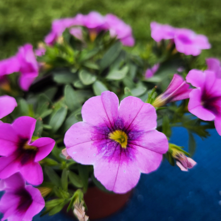 Calibrachoa în ghiveci de 12 cm – Million Bells pentru grădina ta | Flori în drum [2]