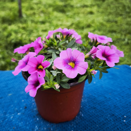 Plante pentru exterior - Calibrachoa în ghiveci de 12 cm – Million Bells pentru grădina ta | Flori în drum