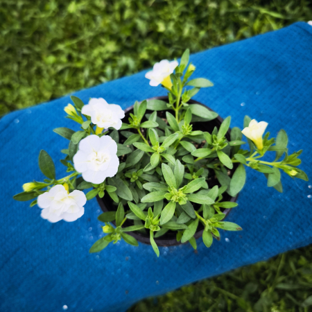 Calibrachoa cu flori duble colorate Iași Flori in Drum [1]